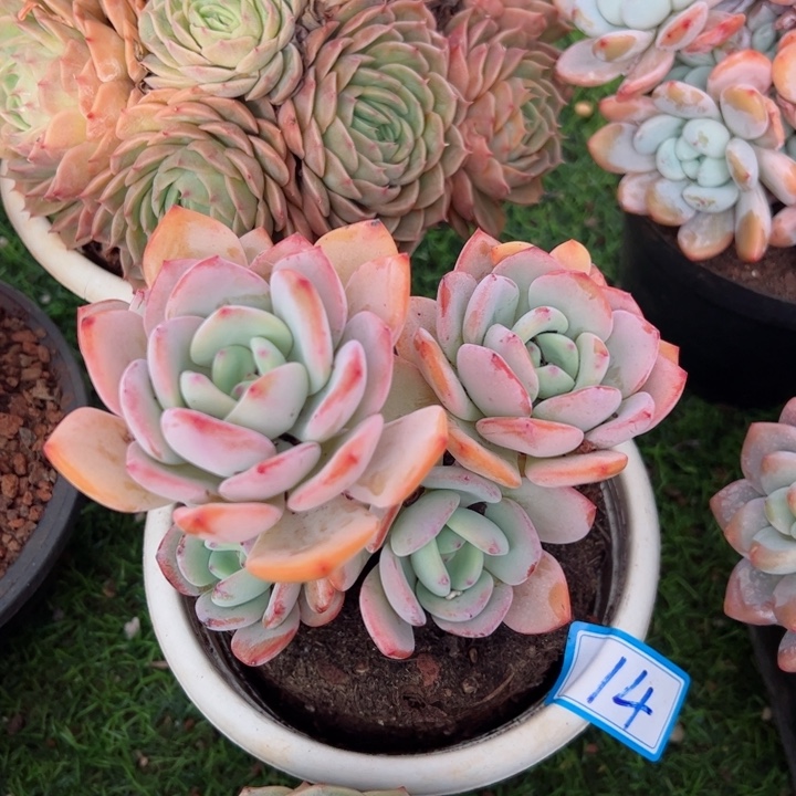 14白月光平平安安健健康康