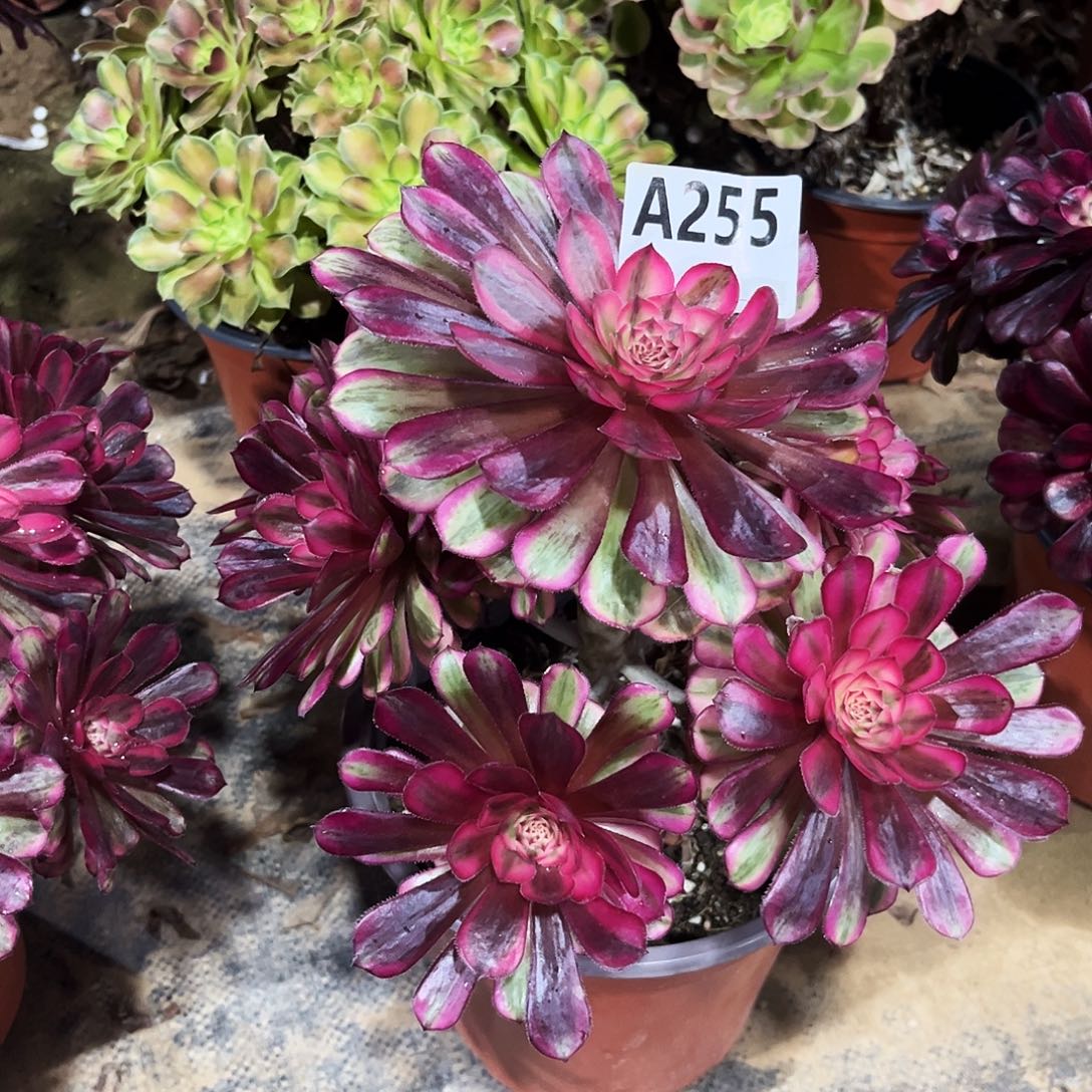 多肉植物白月光255多肉