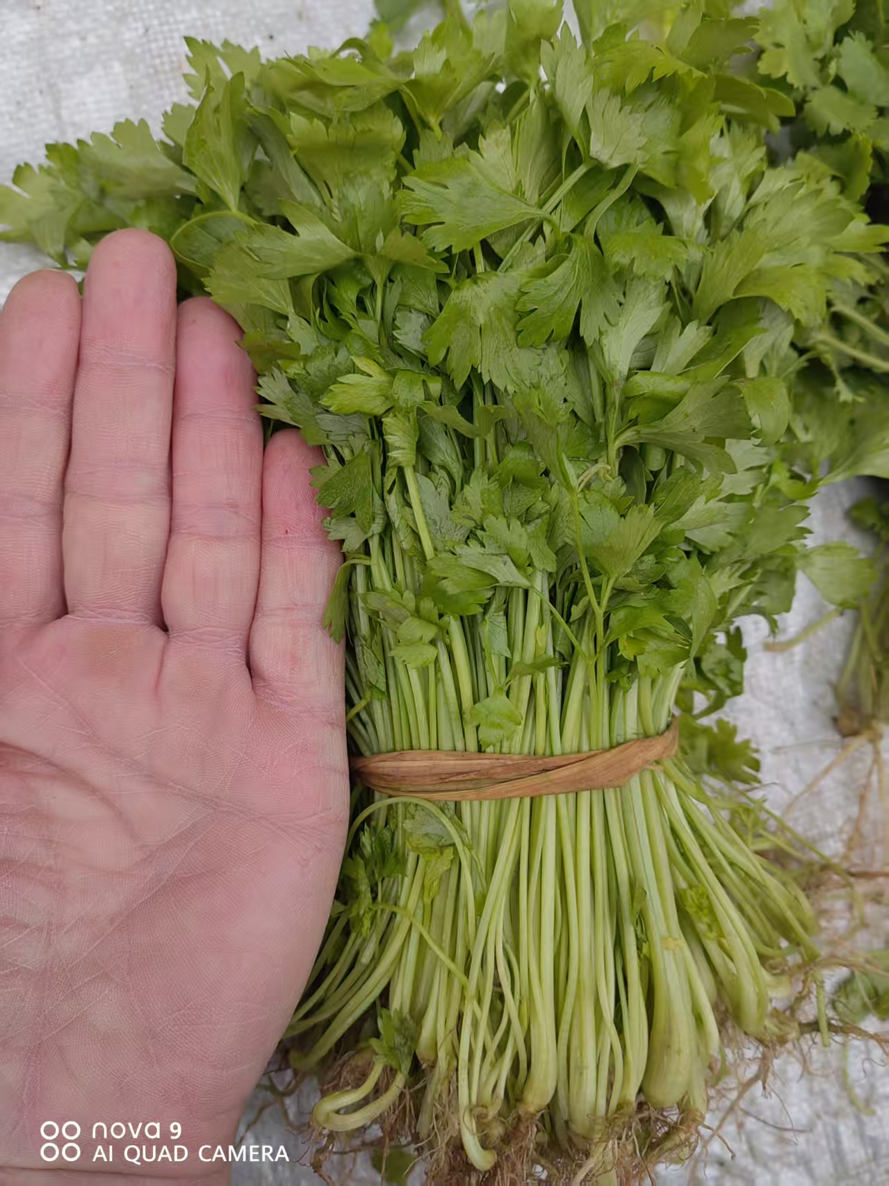 河南固始地方土芹菜老品种小香芹四季蔬菜