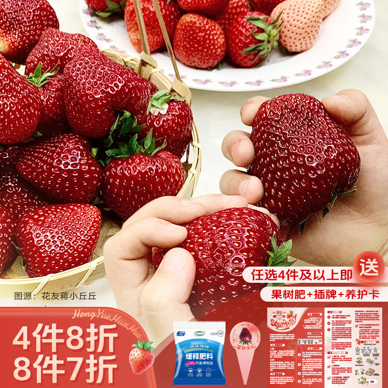 虹越园艺家 | 草莓苗盆栽阳台果苗黑珍珠红颜香野粉玉天使4件8折