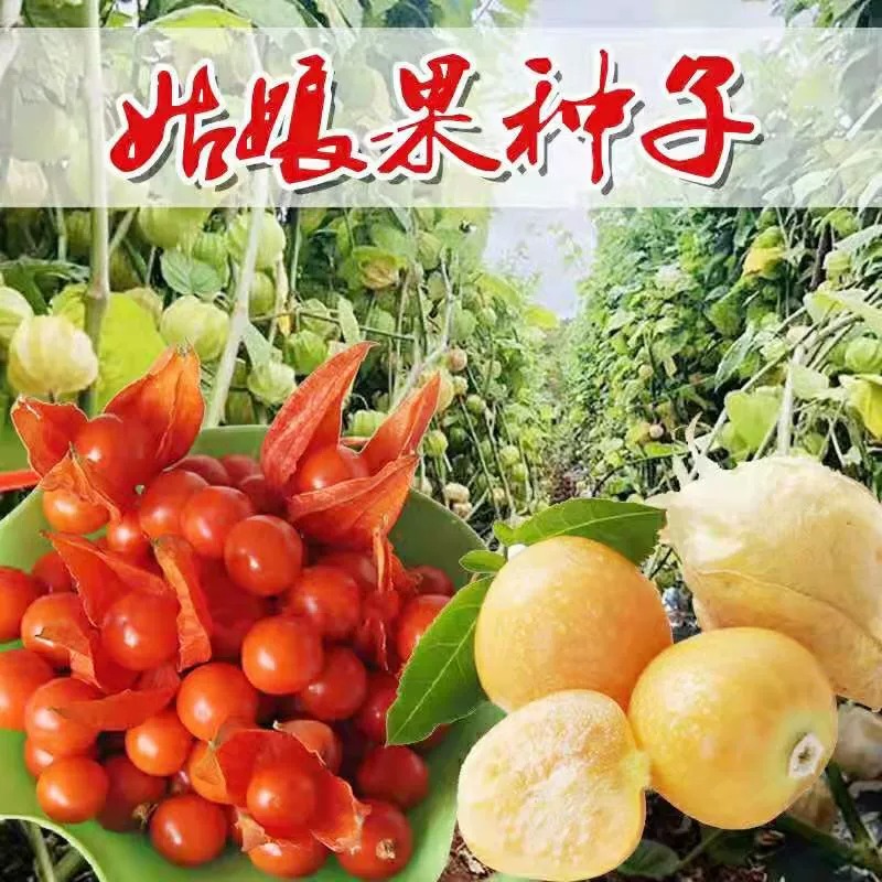【菇娘果种子】姑娘果种籽黄菇娘果浆果皮薄肉厚甜度高四季种植简单