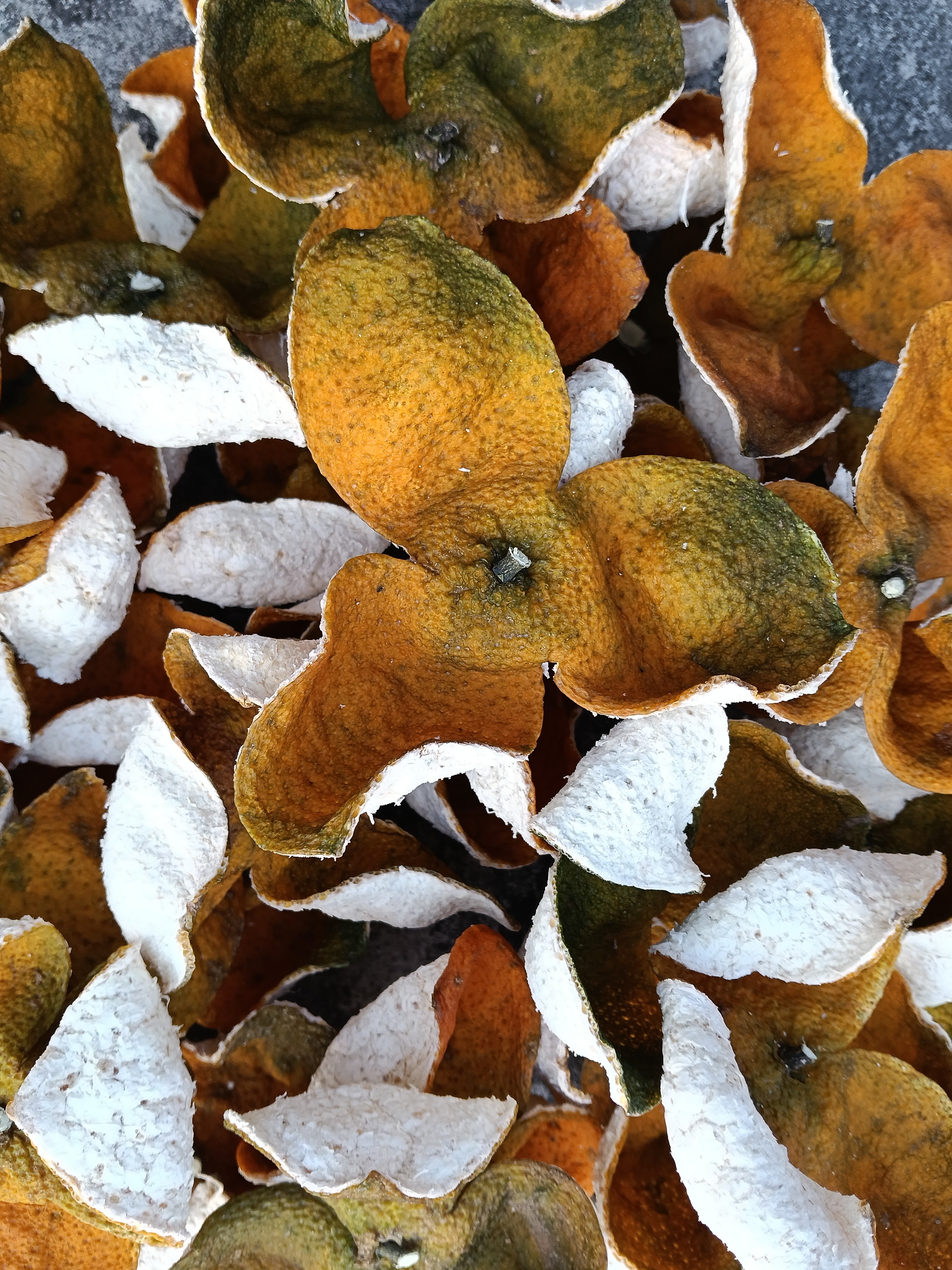 2025年浦北茶枝柑二红皮