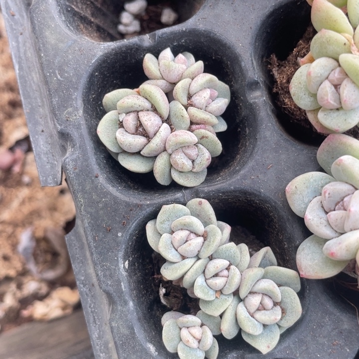 一物一拍2颗满18包邮