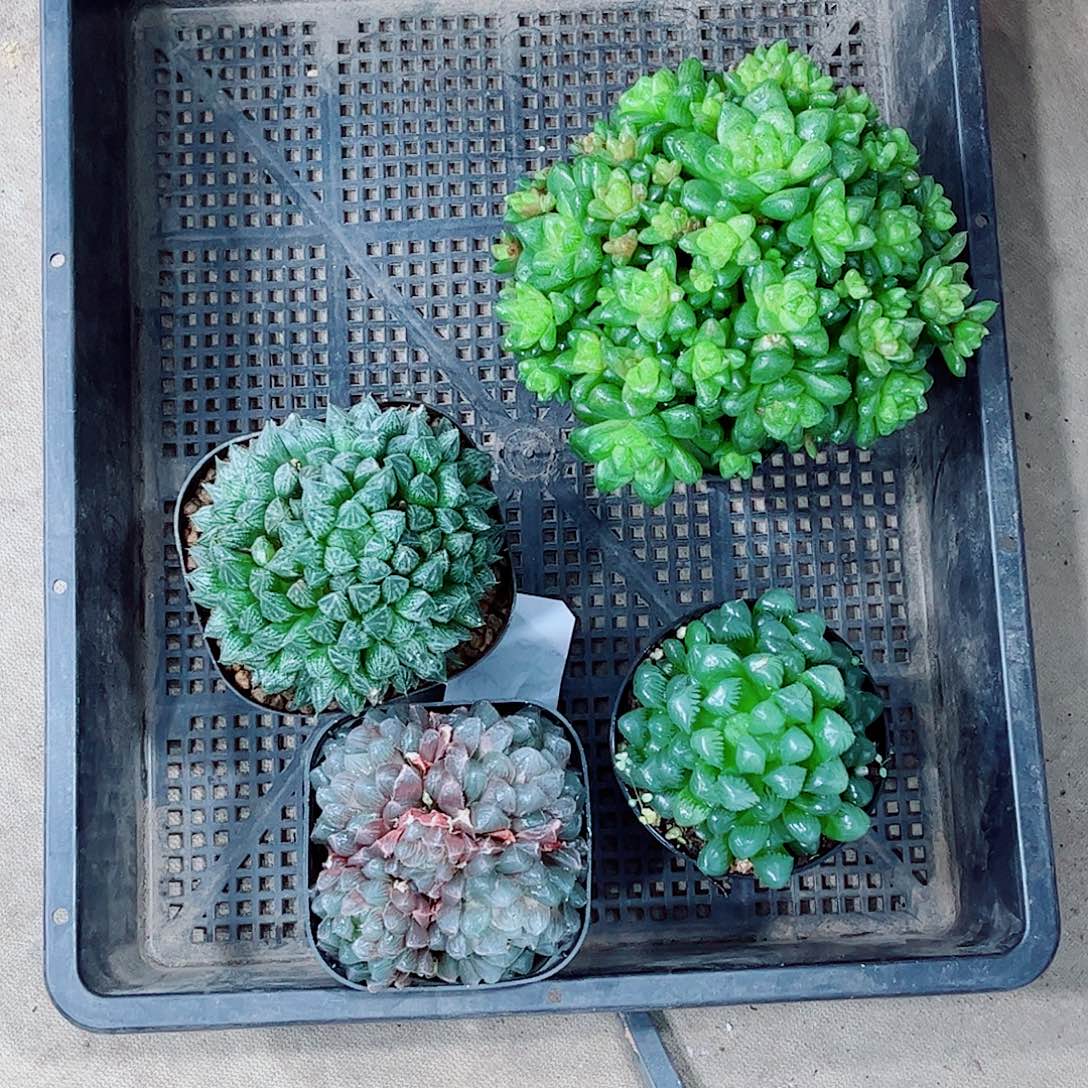 蓝镜玉露一勿一拍