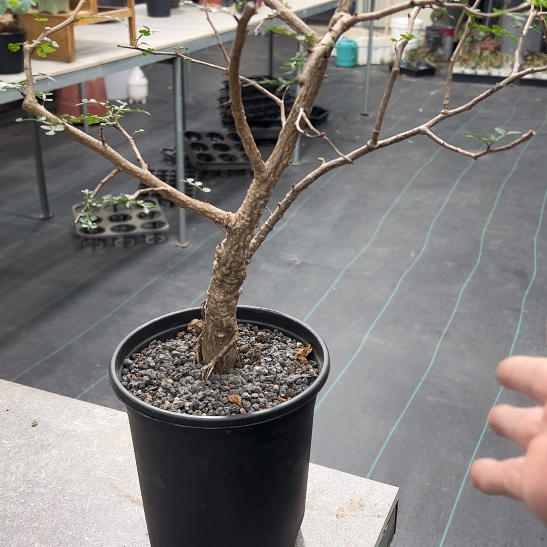 种***家列加漆树 66688888