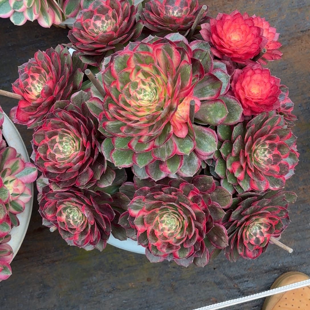 宜***店云南多肉植物黑魔锦