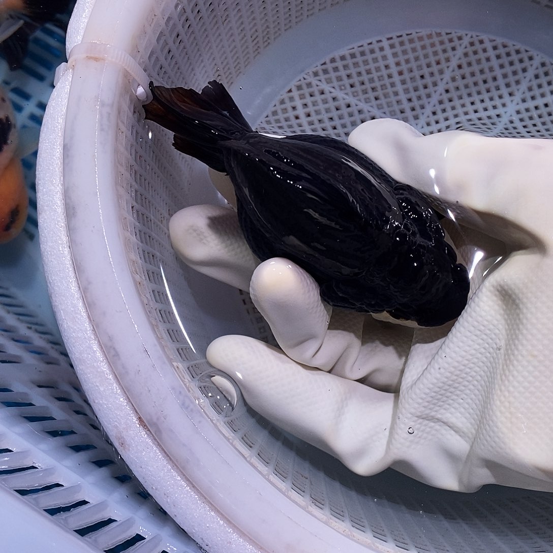 F***e海水鱼1条玛丽玛丽