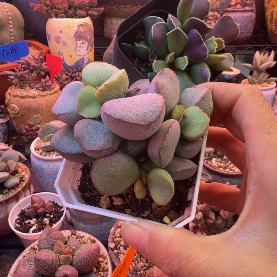 水***姐满送……补差价……我们要的就是这