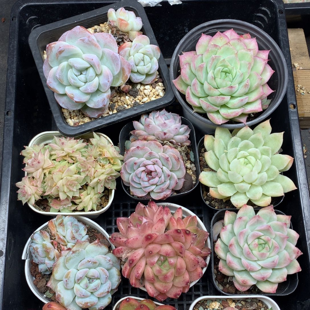 1209-126 套餐一组