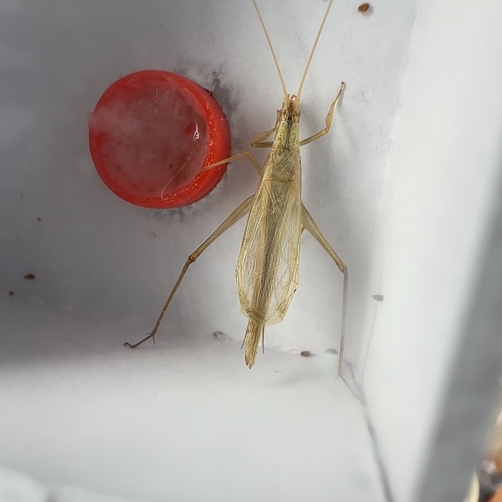 柬埔寨竹蛉3只……元旦福利……