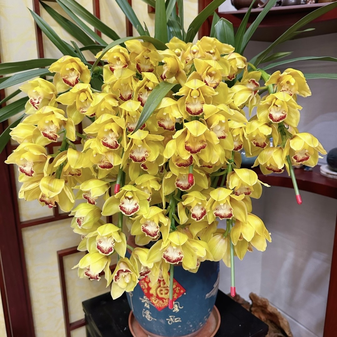 拱兰黄金岁月5支剑金色大花蕙兰年宵花 部分开花/花苞发货210