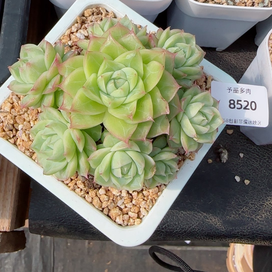 潘多拉，8520多肉植物