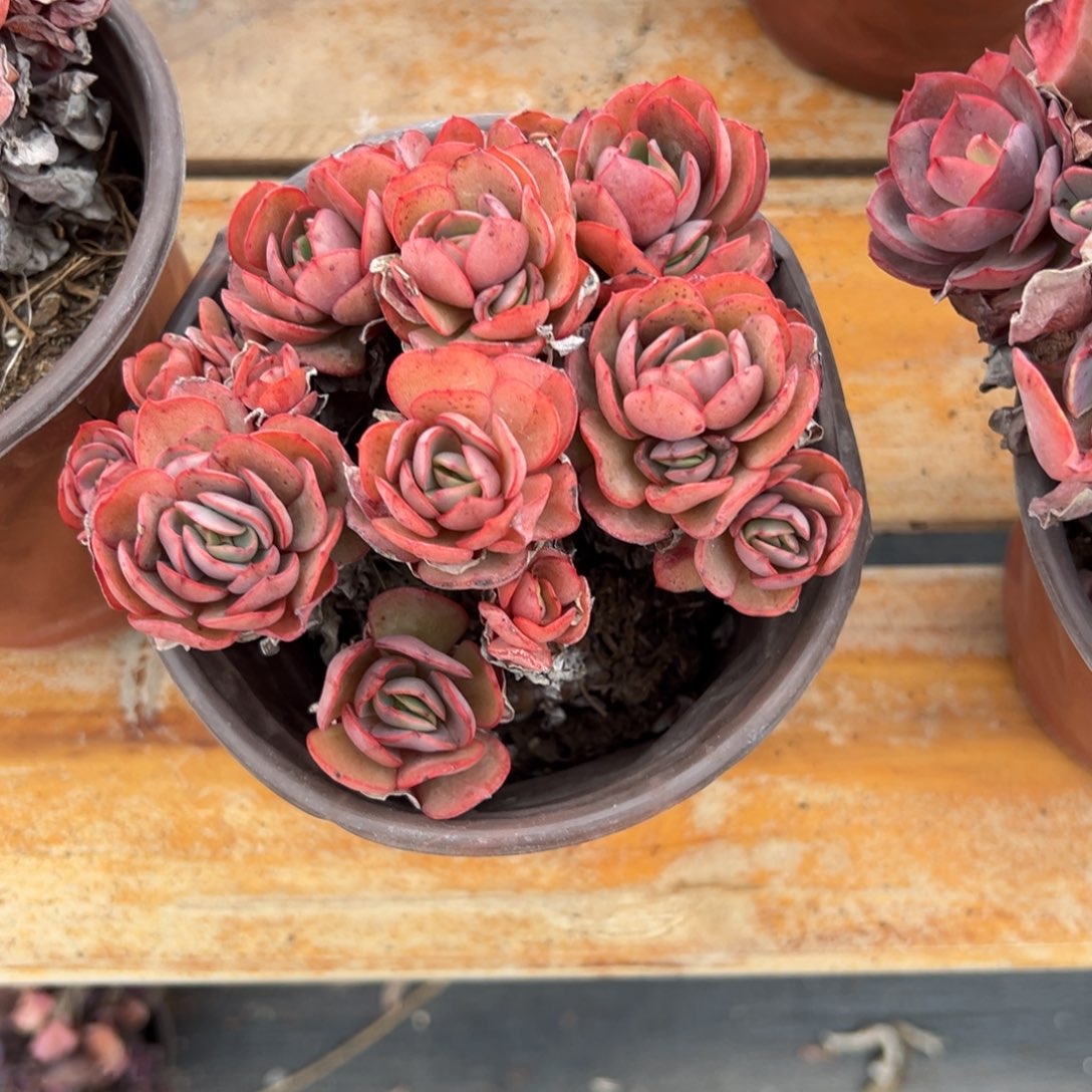 多肉小叶秀妍【非偏远地区满18包邮】