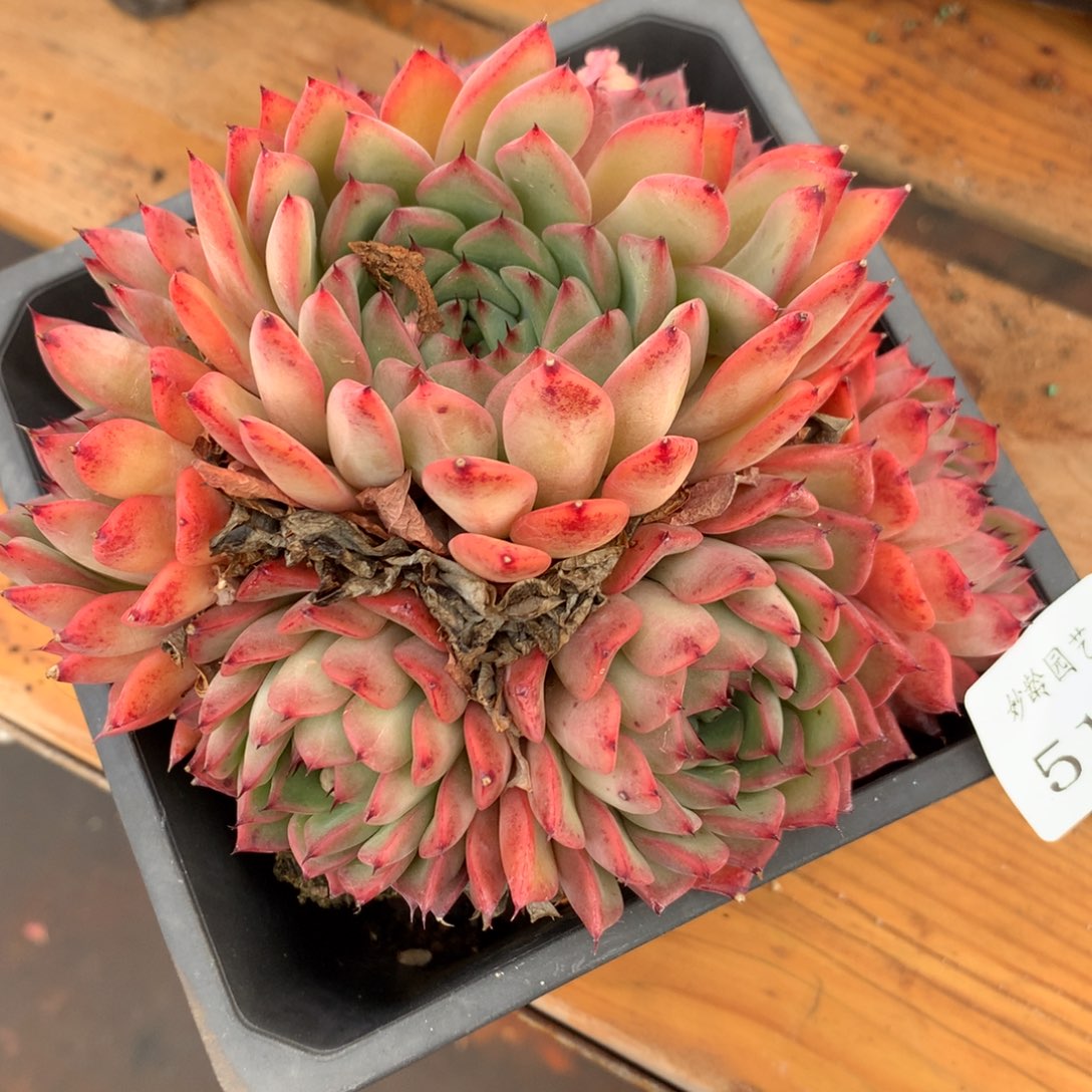 515杂交多肉老桩13冠