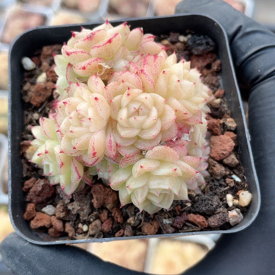 优选麦秆精品944