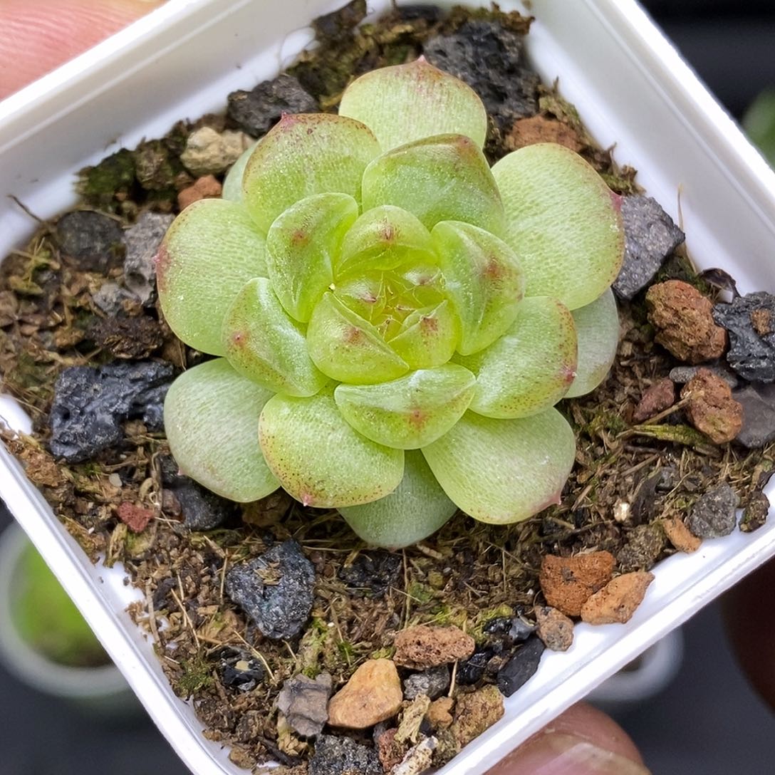 甜心30包邮非偏远