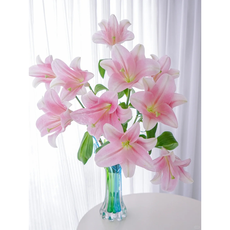 【粉铁炮】香水百合 一单包邮 云南鲜花昆明基地现采现发