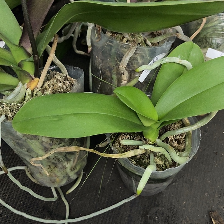 当前无花栽培后可以开花紫娃娃2.8