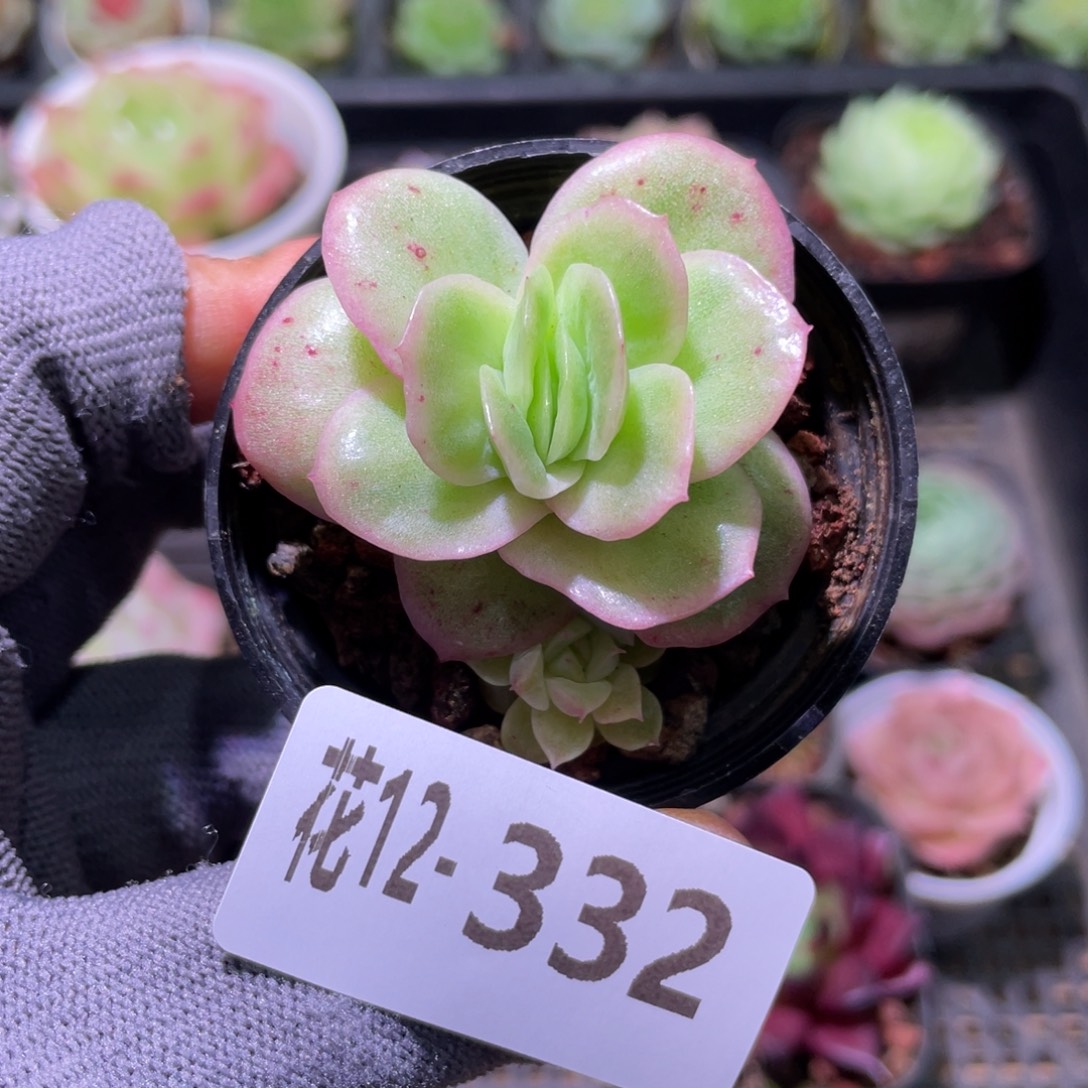 花利美12-332冰玫瑰锦