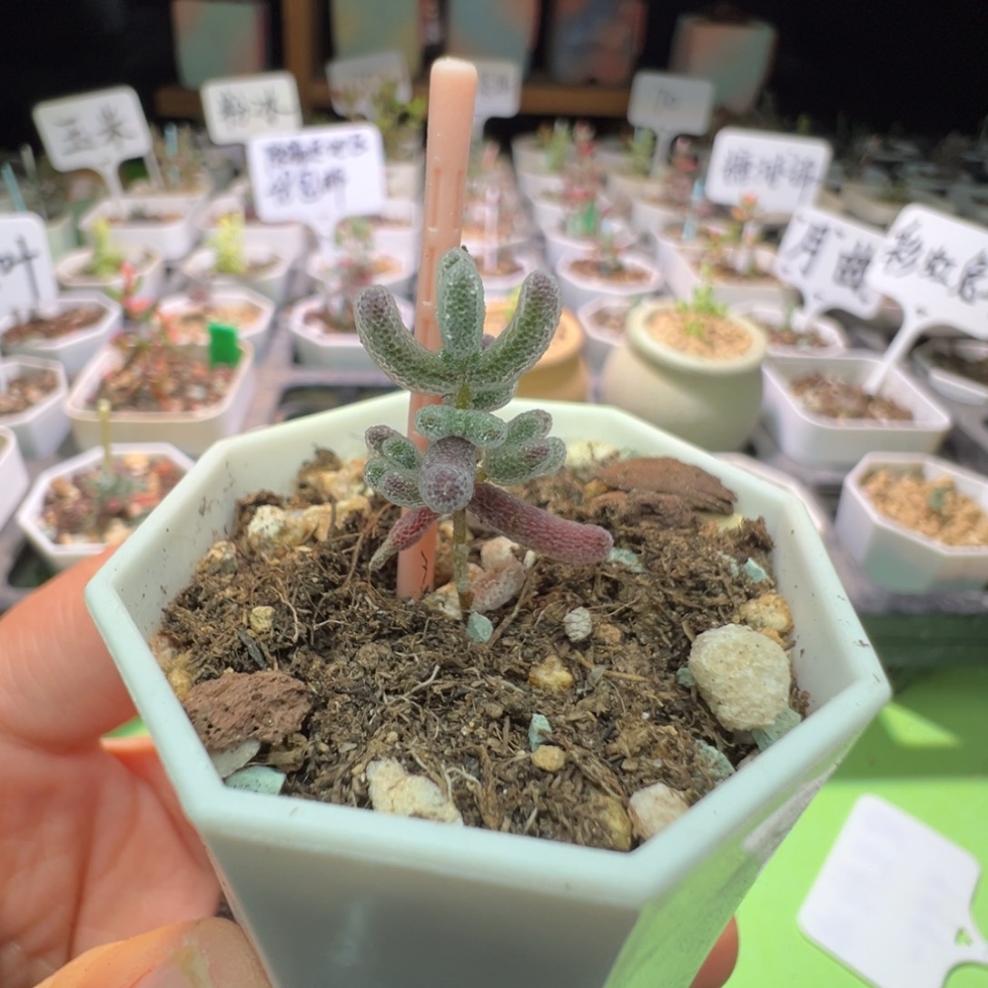 尺寸小，2115实生粉冰晶，一年多，拍