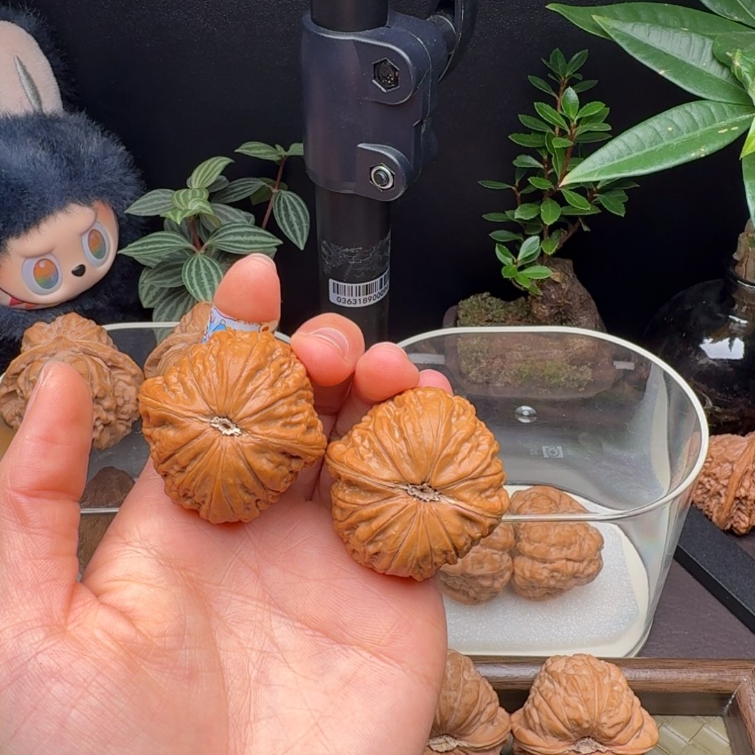 ****℃龙脊菩提把件铁锤（微修打底）40