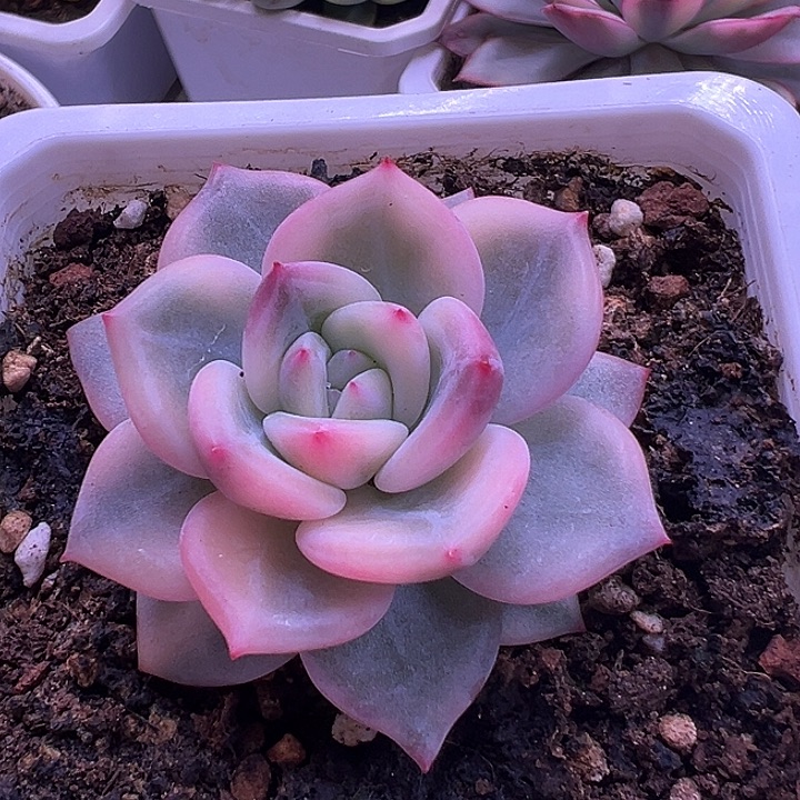 伊丽莎白锦多肉植物