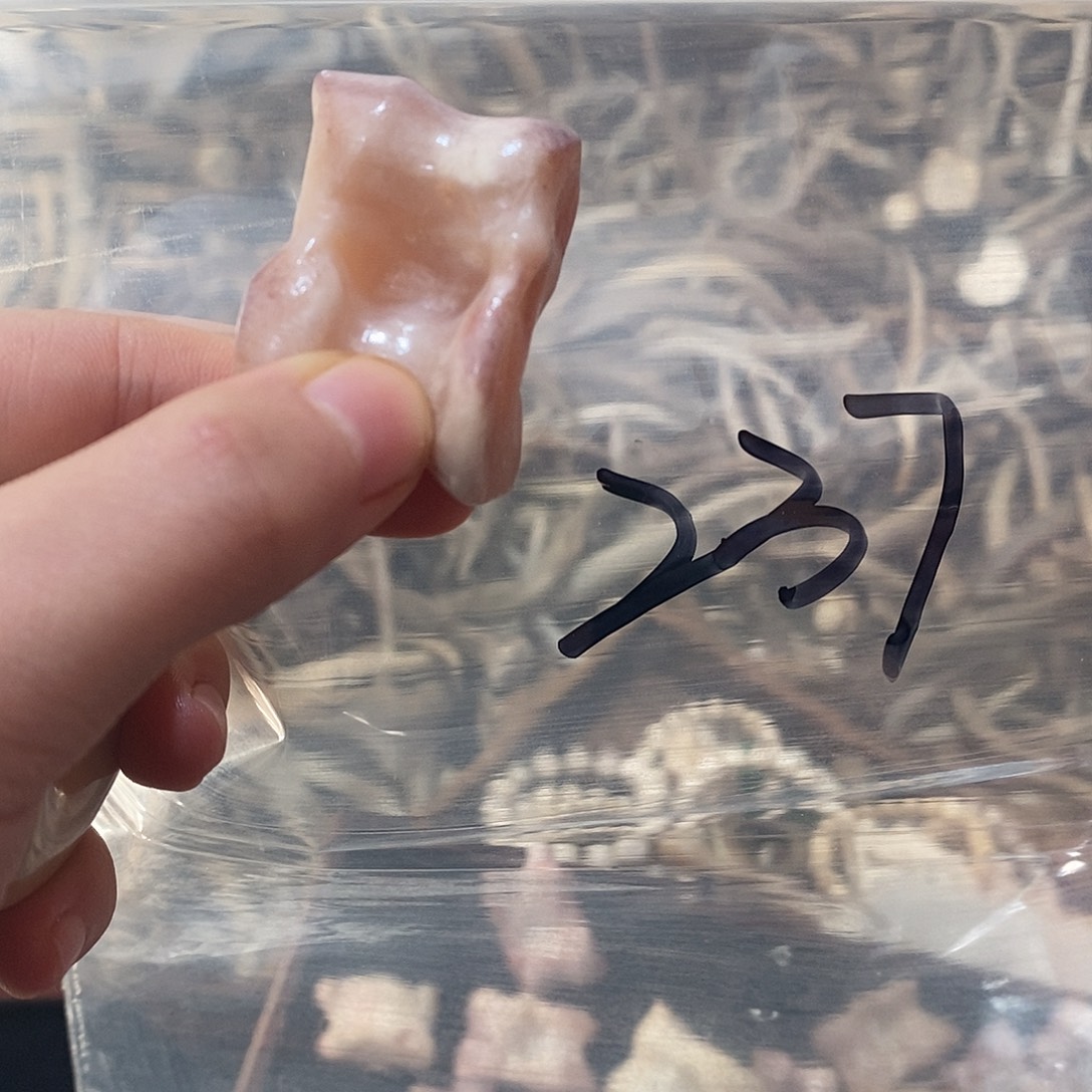 橙***.非金属鹿骨鹿骨lg