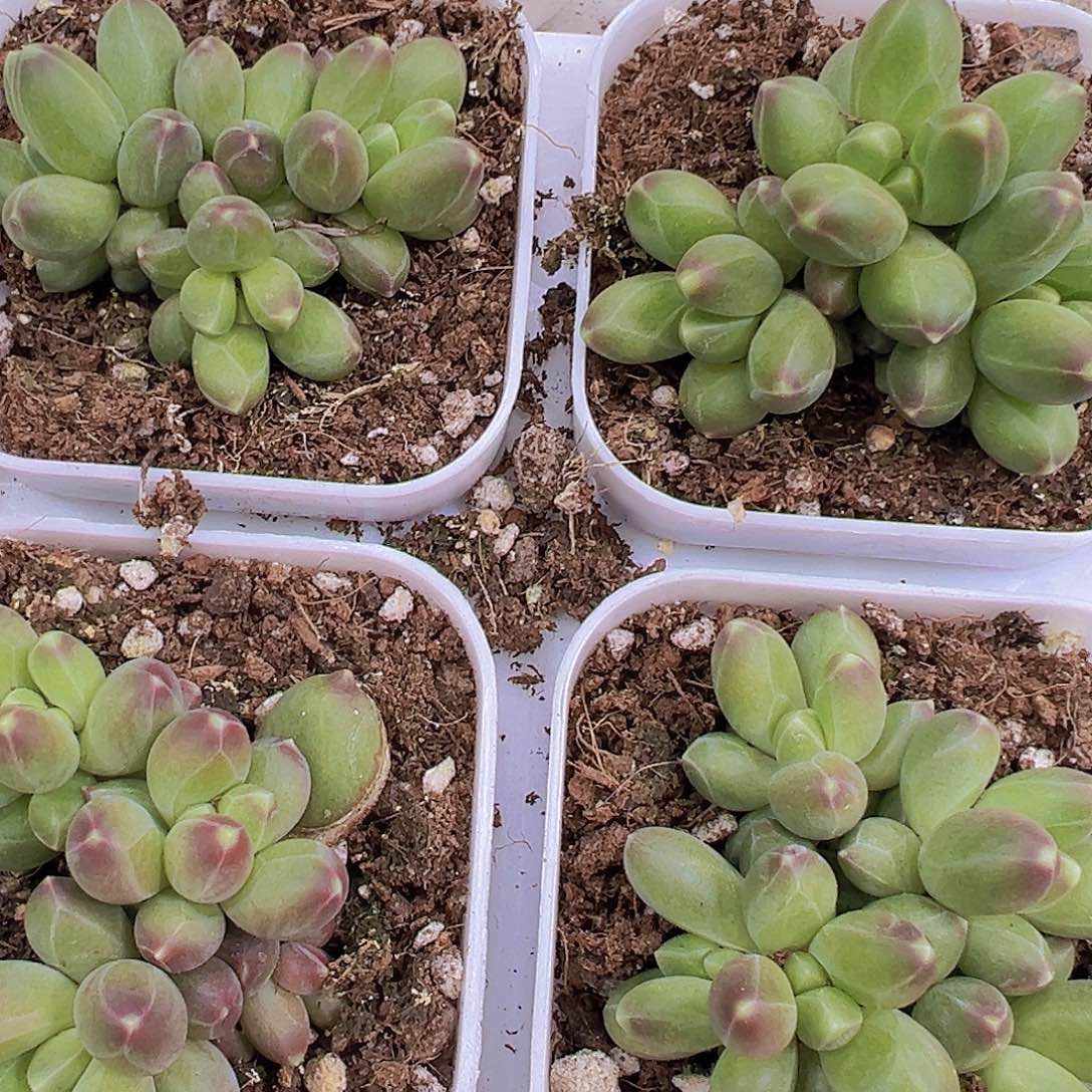 千代田群19包邮多肉