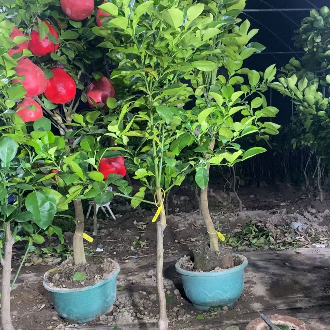 泰国暹罗红柚一棵