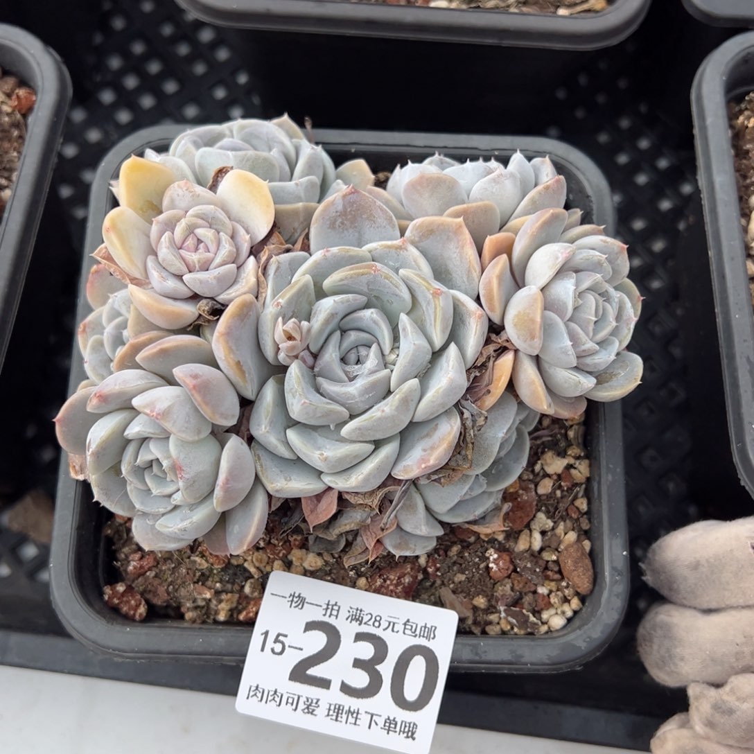 汉堡，多肉多肉多肉多肉