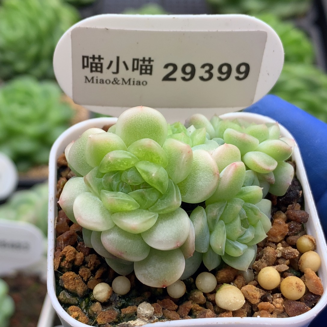 多肉植物杂交珍妮