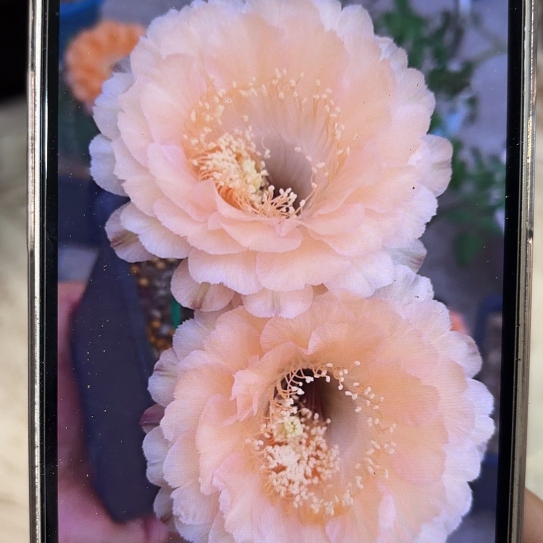 柠***。彩草香宾4公分侧牙