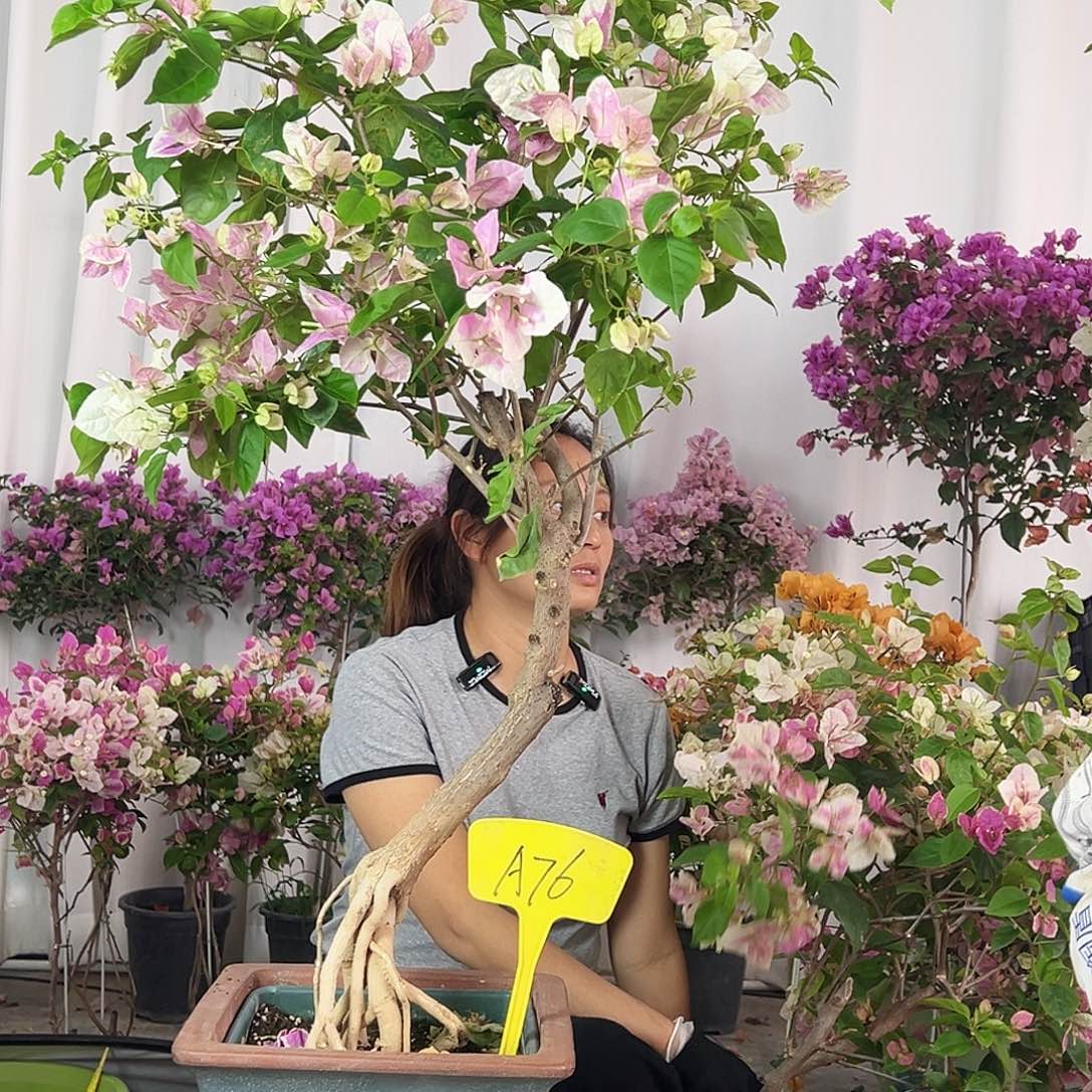 M***梁大部分花苞少量开放A76广红樱