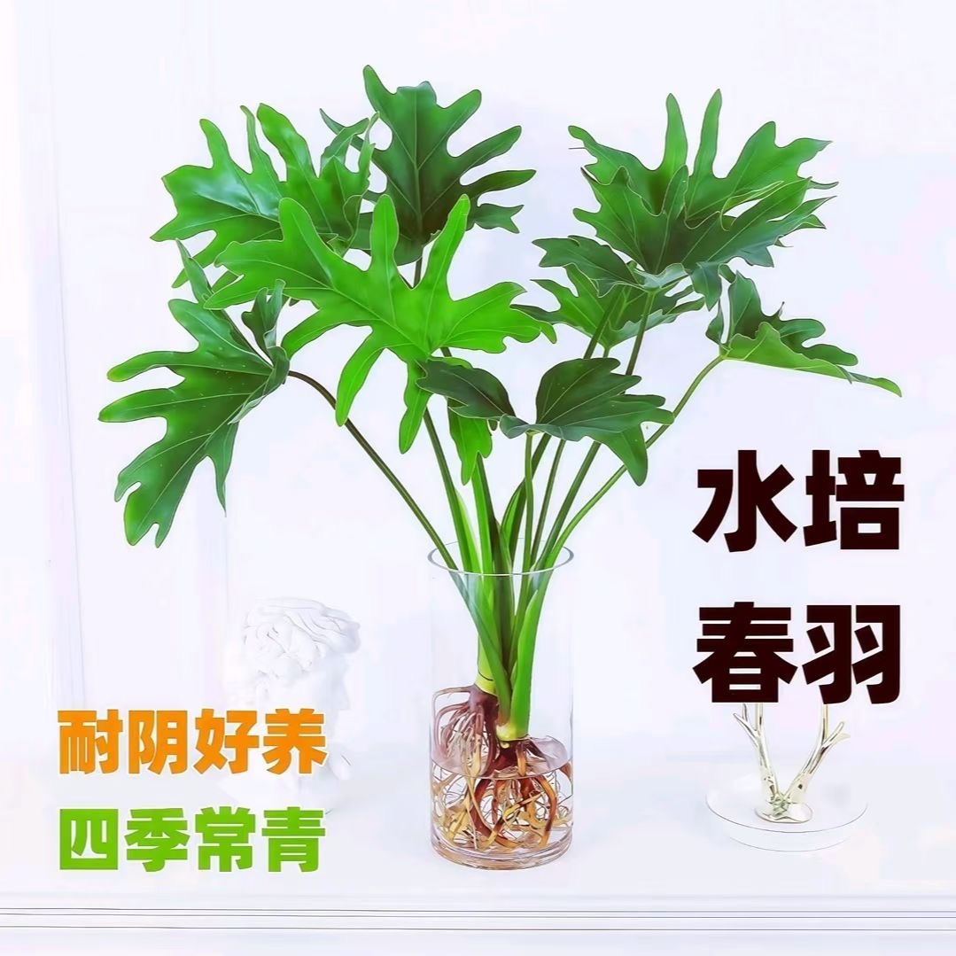 水培春羽室内客厅办公室绿植耐阴好养懒人植物小天使绿植净化空气