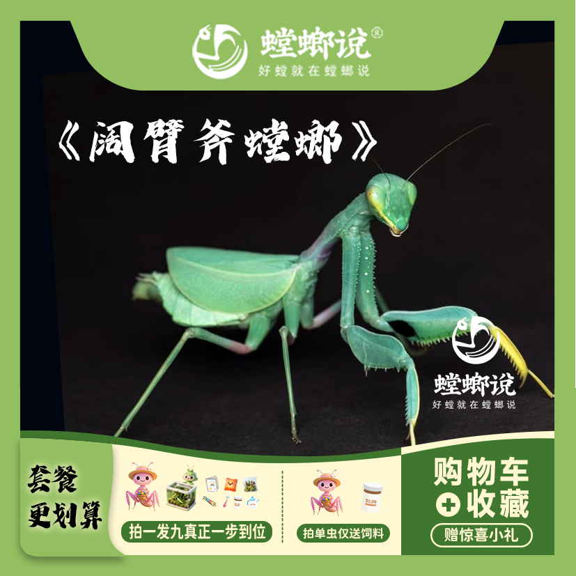 螳螂说阔臂斧螳观赏螳螂宠物螳螂指尖宠物桌面宠物螳螂说