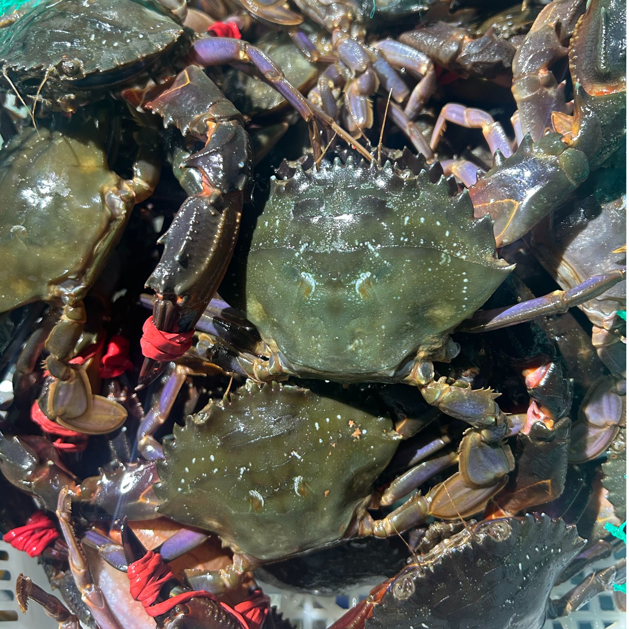 渤海湾赤甲红【到货保鲜保肥不保活】有掉腿介意勿拍