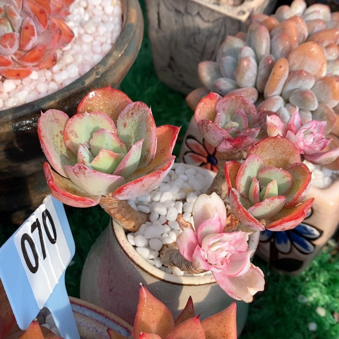 伯克利阴阳锦多肉植物盆栽