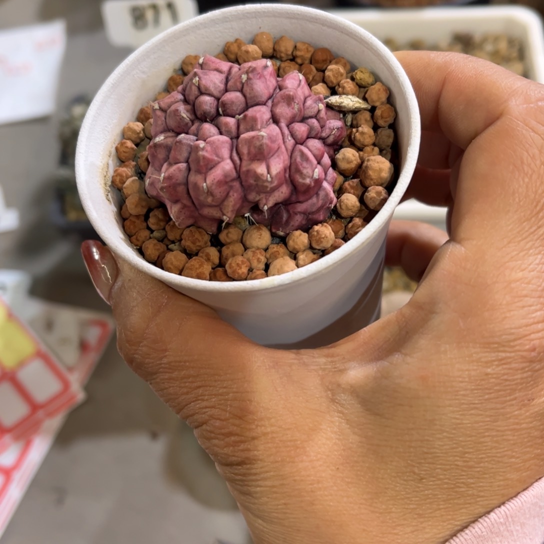 长****产梦想缀化一物一拍