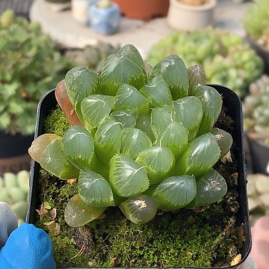 395 实生帝王带盆土 9.9包邮