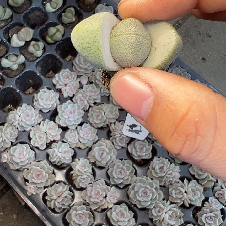 绿元宝 满10颗包邮