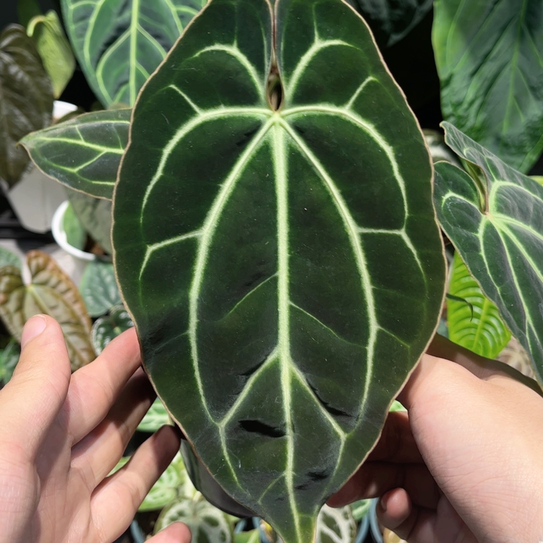 完全开放贝斯籽播