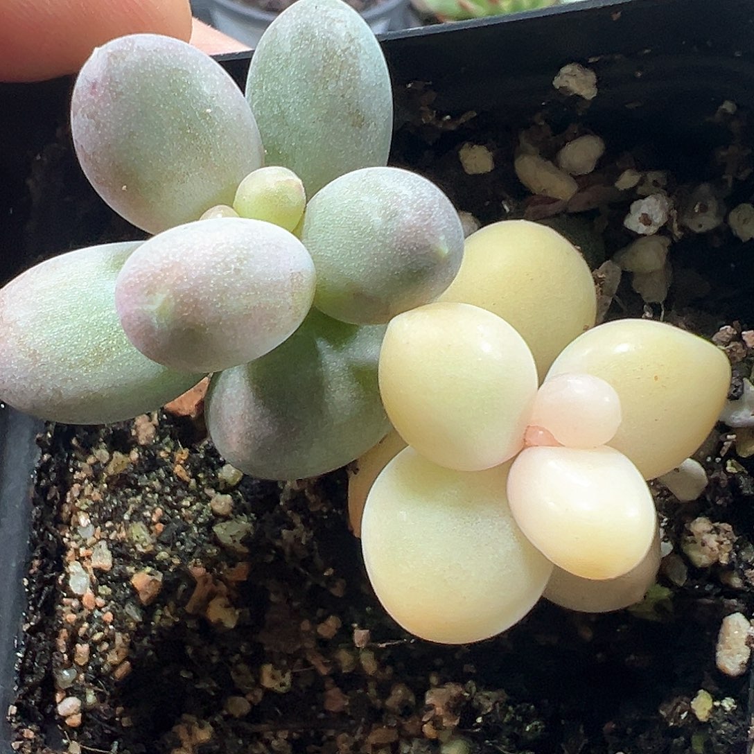 糖果美人锦 小方花圃一物一拍 