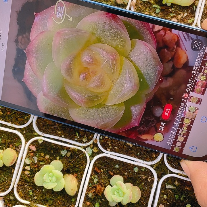 芝兰中盆一个满25包