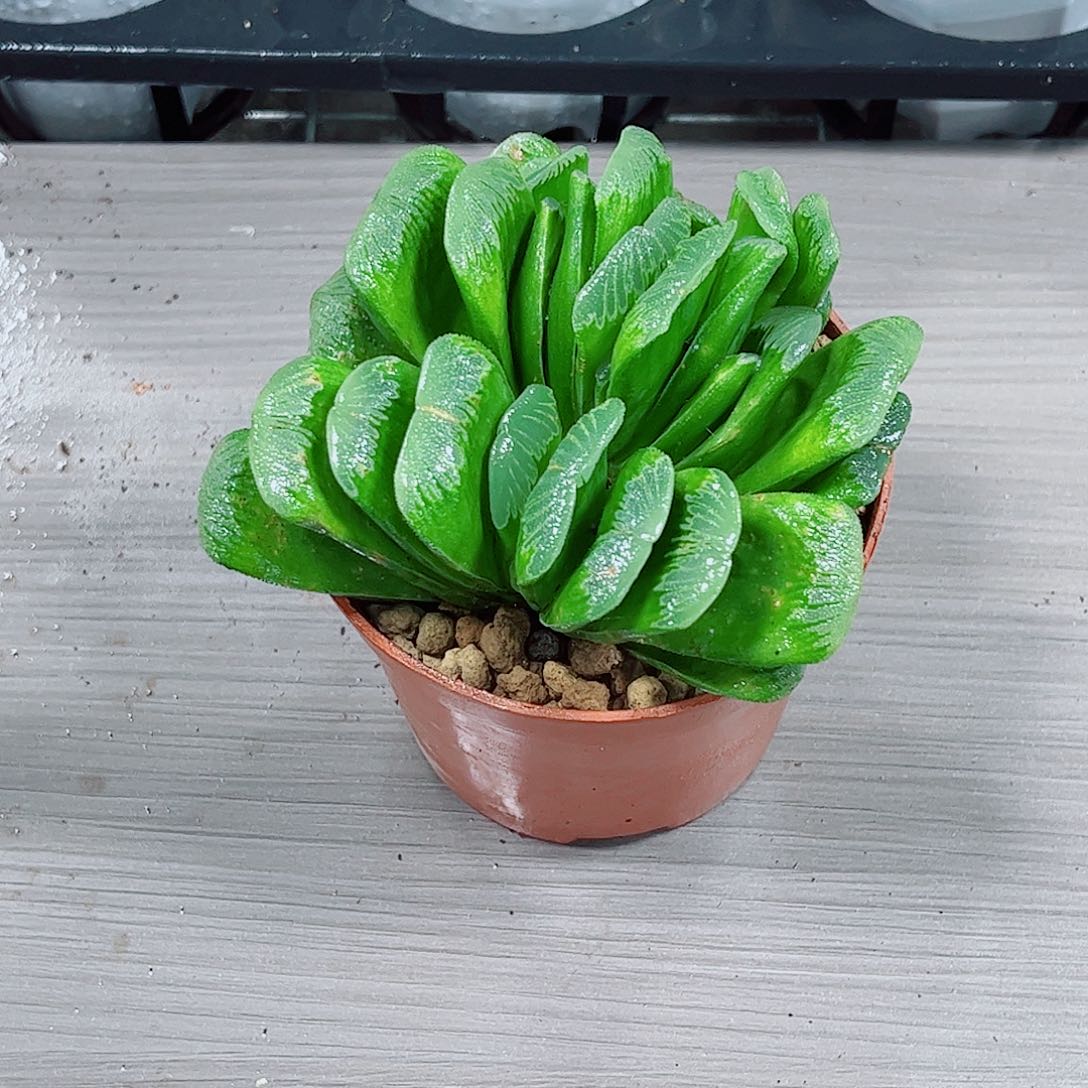 翡翠扇子一勿一拍