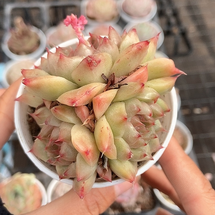 一物一拍满十元包邮发货 195