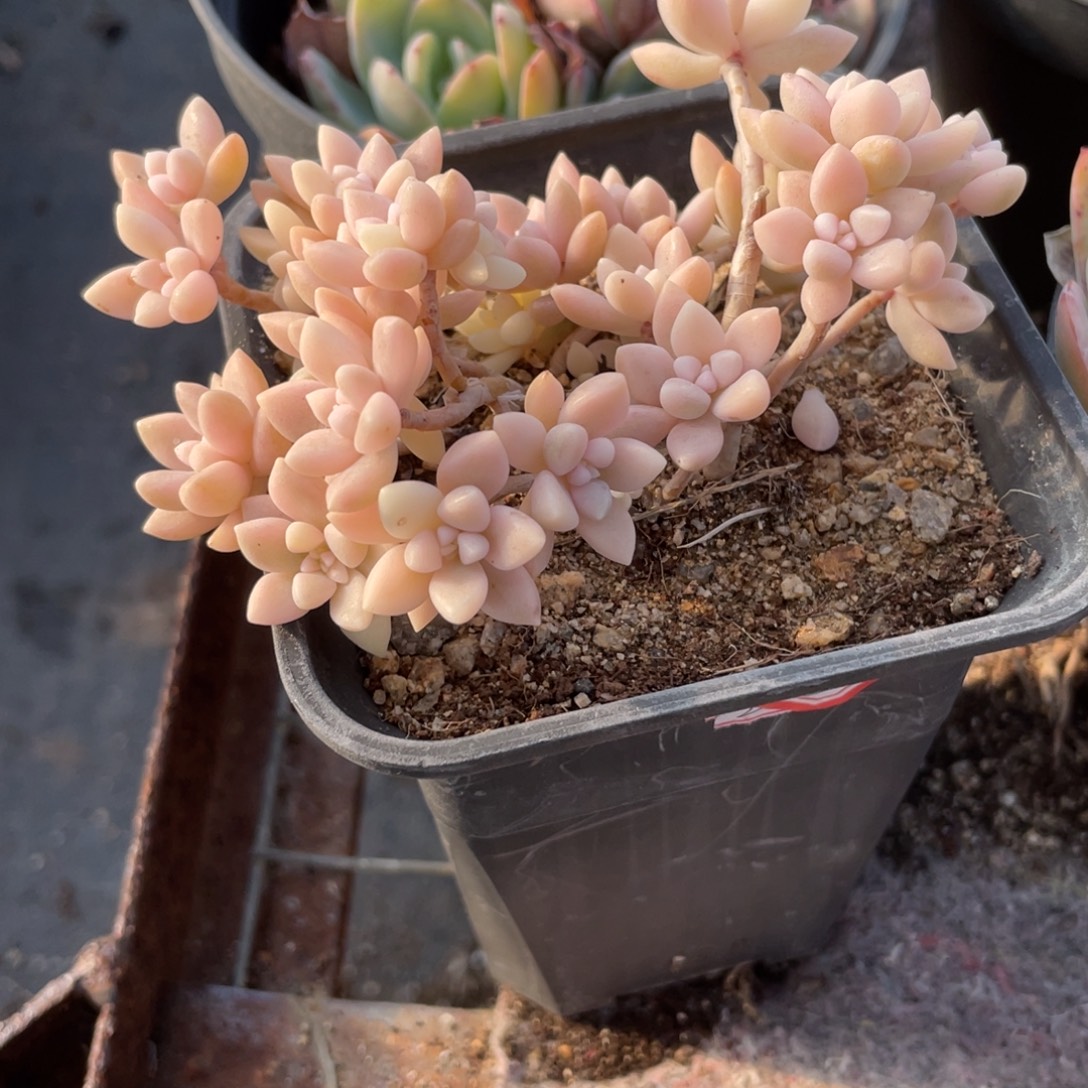 3030  秋丽锦  六月六