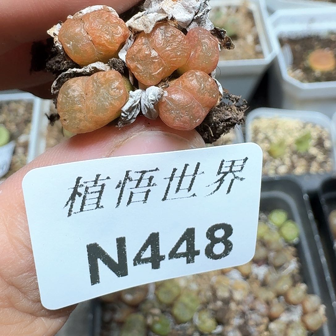 448号多肉植物哇c g