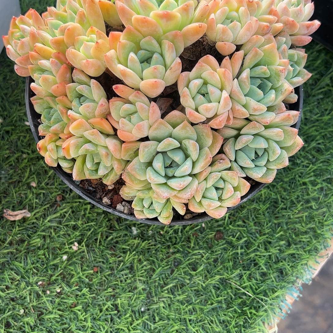 阿尔巴佳人多肉植物