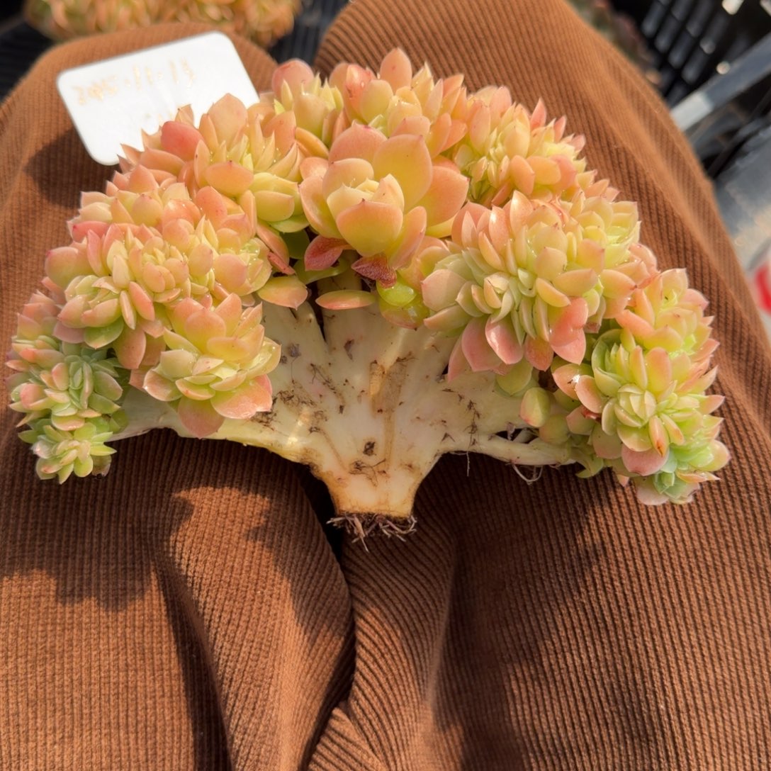 一物一拍星娜塔高版缀119