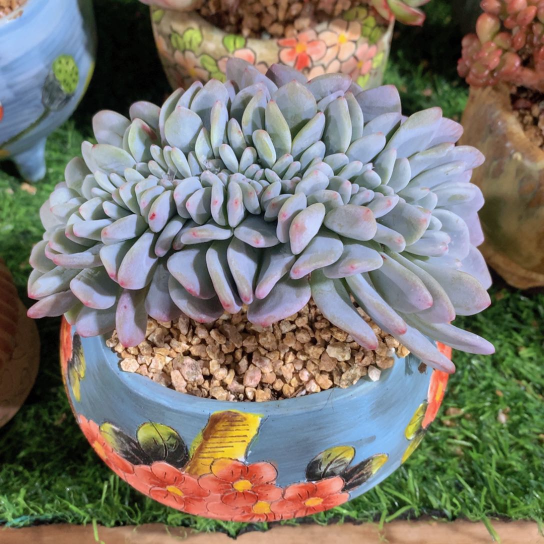 澳橙缀14 公分一物一拍